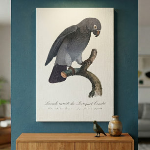 Perroquet Cendre/Timneh-Papagei Leinwanddruck