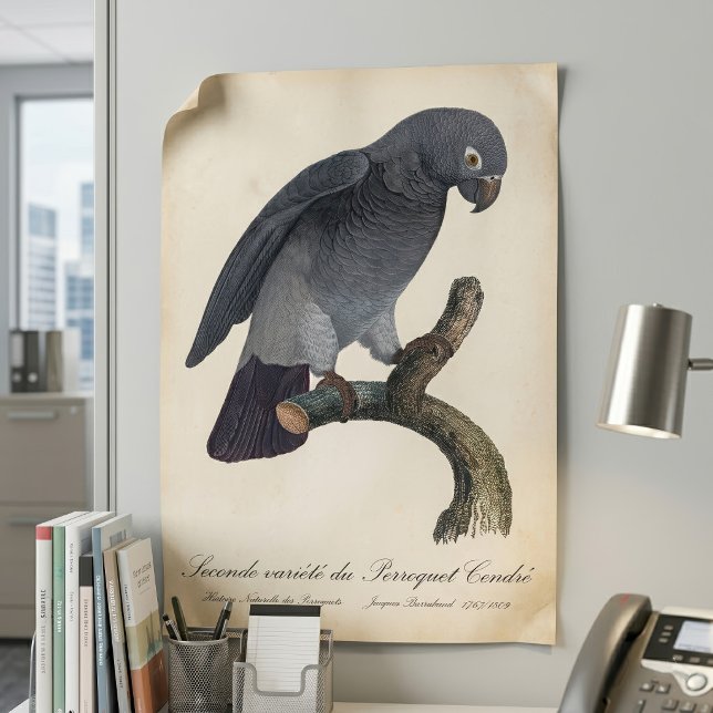 Perroquet Cendre/Timneh-Papagei Poster (Timneh African Grey Parrot, Psittacus Timneh. Poster)