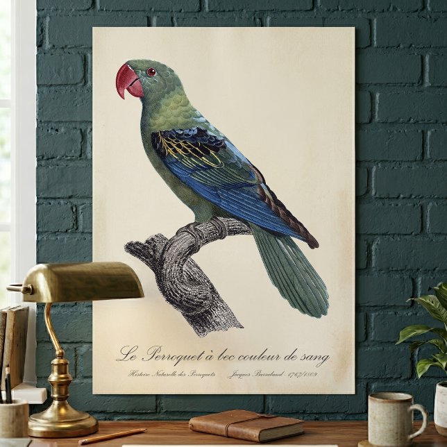 Perroquet ein Béc Couleur sang / Großschnabelpapag Poster (Great-Billed Parrot, Tanygnathus Megalorynchos. Poster)