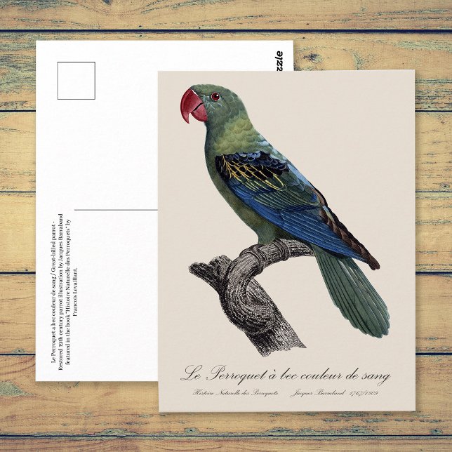 Perroquet ein Béc Couleur sang / Großschnabelpapag Postkarte (Great-Billed Parrot, Tanygnathus Megalorynchos. Postcard)