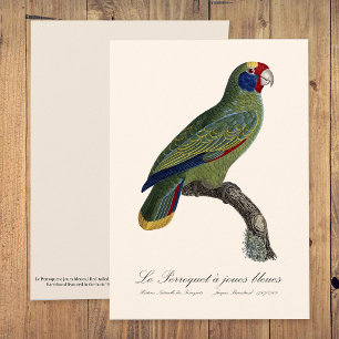 Perroquet-Joues-Blues / Rotschwanzamazone Dankeskarte