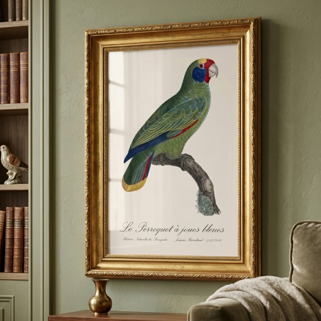 Perroquet-Joues-Blues / Rotschwanzamazone Fotodruck (Red-Tailed Parrot Amazon, Amazona Brasiliensis. Photo Print)