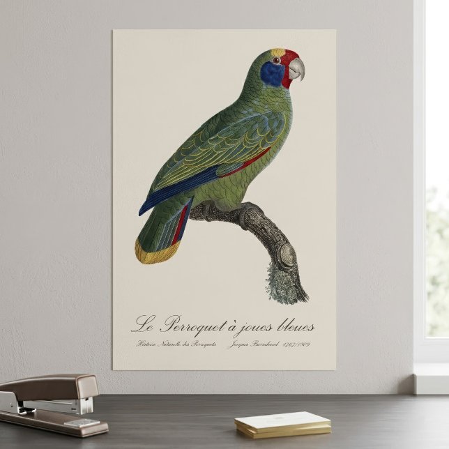 Perroquet-Joues-Blues / Rotschwanzamazone Poster (Red-Tailed Parrot Amazon, Amazona Brasiliensis. Poster)