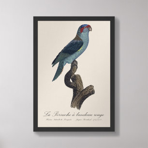 Perruche a bandeau rouge / Musk Lorikeet Fotodruck