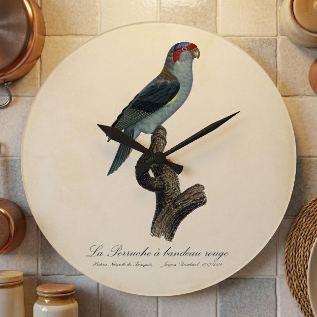 Perruche a bandeau rouge / Musk Lorikeet Große Wanduhr (Musk Lorikeet, Trichoglossus Concinnus. Large Clock)