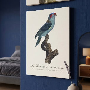 Perruche a bandeau rouge / Musk Lorikeet Leinwanddruck
