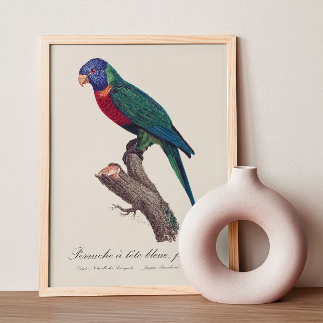 Perruche a tete bleue, femelle / Rainbow lorikeet, Fotodruck (Perruche a tete bleue, femelle / Rainbow lorikeet, female. Photo Print)