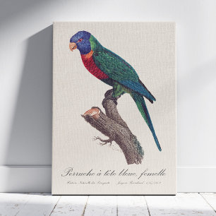 Perruche a tete bleue, femelle / Rainbow lorikeet, Leinwanddruck