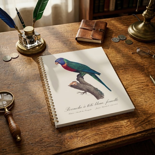 Perruche a tete bleue, femelle / Rainbow lorikeet, Planer (Perruche a tete bleue, femelle / Rainbow lorikeet, female. Planner)