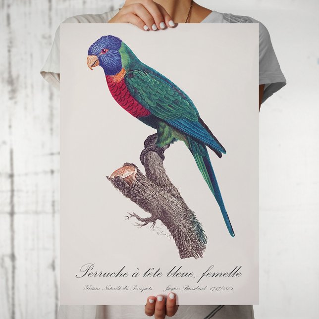 Perruche a tete bleue, femelle / Rainbow lorikeet, Poster (Perruche a tete bleue, femelle / Rainbow lorikeet, female. Poster)