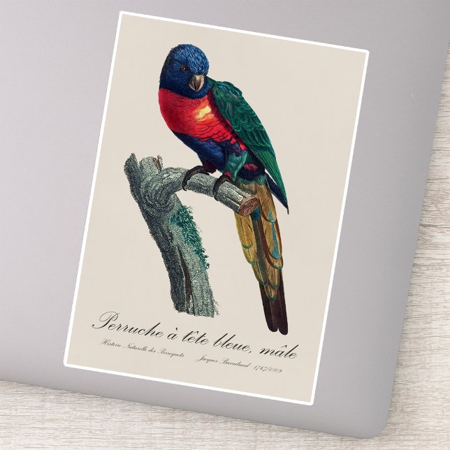 Perruche a tete bleue / Rainbow lorikee Aufkleber (Rainbow Lorikeet Male, Trichoglossus Moluccanus. Sticker)