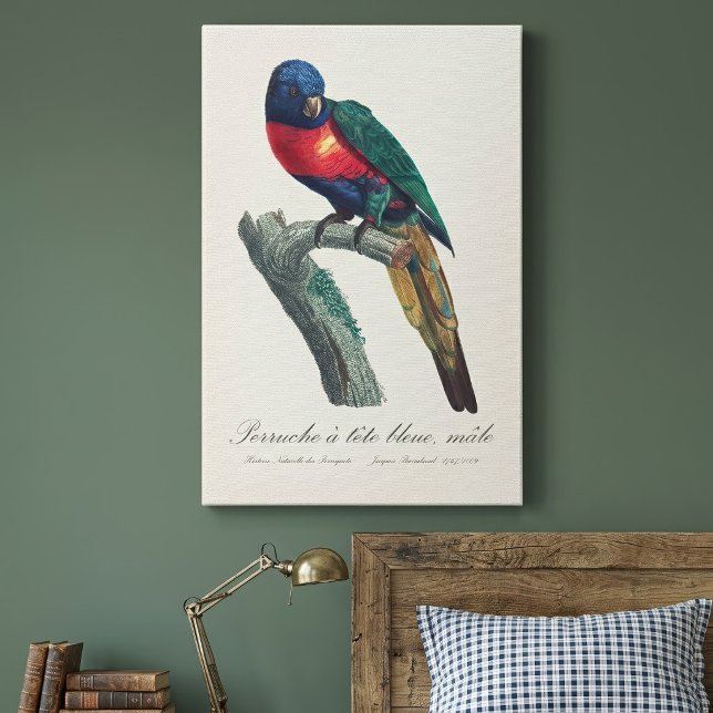 Perruche a tete bleue / Rainbow lorikee Leinwanddruck (Rainbow Lorikeet Male, Trichoglossus Moluccanus. Canvas Print)
