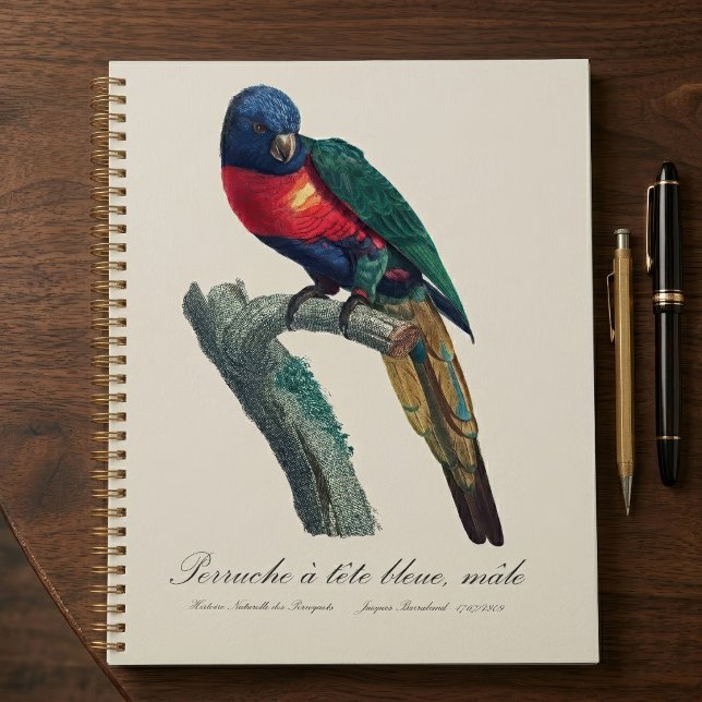 Perruche a tete bleue / Rainbow lorikee Planer (Rainbow Lorikeet Male, Trichoglossus Moluccanus. Planner)