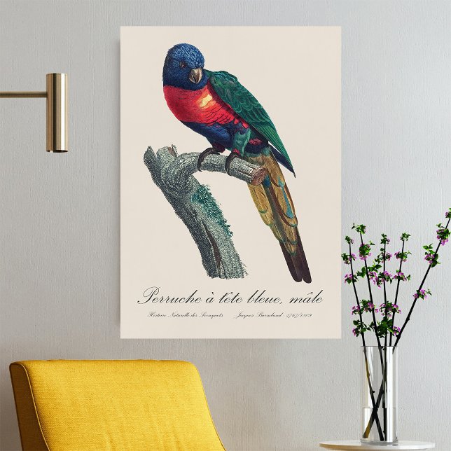 Perruche a tete bleue / Rainbow lorikee Poster (Rainbow Lorikeet Male, Trichoglossus Moluccanus. Poster)