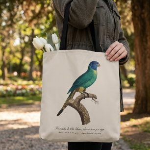 Perruche a tete bleue / Rainbow lorikeet, juvenil