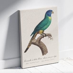 Perruche a tete bleue / Rainbow lorikeet, juvenil Leinwanddruck