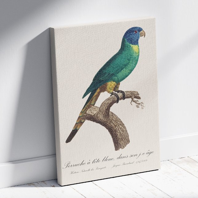 Perruche a tete bleue / Rainbow lorikeet, juvenil Leinwanddruck (Perruche a tete bleue / Rainbow lorikeet, juvenile. Canvas Print)