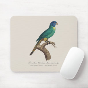 Perruche a tete bleue / Rainbow lorikeet, juvenil Mousepad
