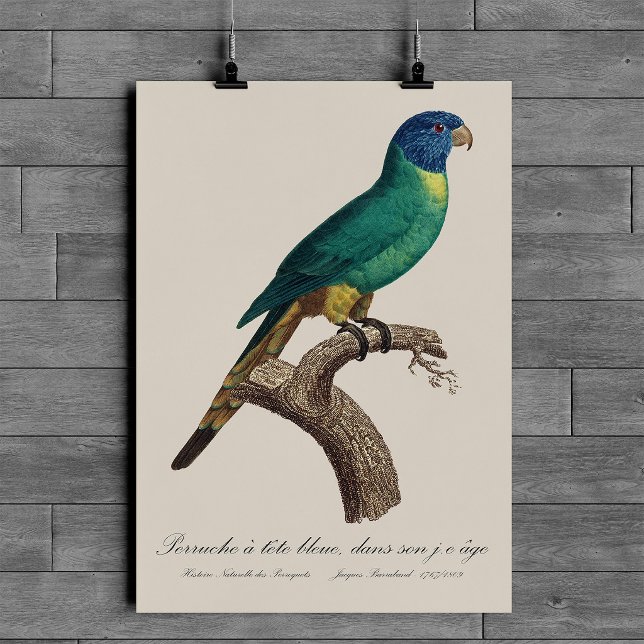 Perruche a tete bleue / Rainbow lorikeet, juvenil Poster (Perruche a tete bleue / Rainbow lorikeet, juvenile. Poster )