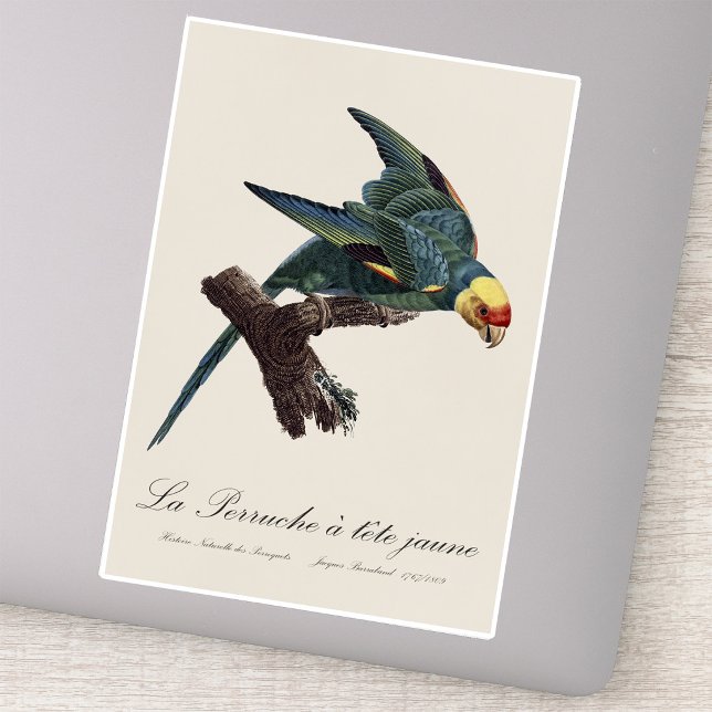 Perruche a Tete Jaune / Carolina parakeet Aufkleber (Carolina parakeet, Conuropsis carolinensis. Sticker)