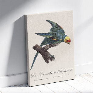 Perruche a Tete Jaune / Carolina parakeet Leinwanddruck