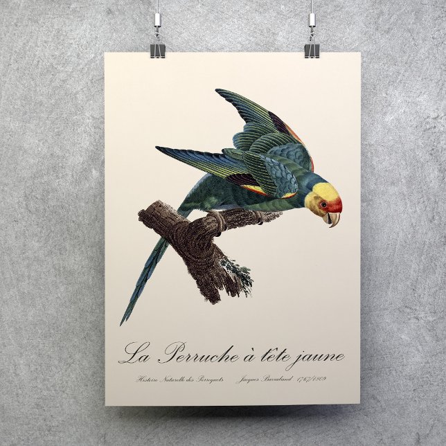 Perruche a Tete Jaune / Carolina parakeet Poster (Carolina parakeet, Conuropsis carolinensis. Poster)