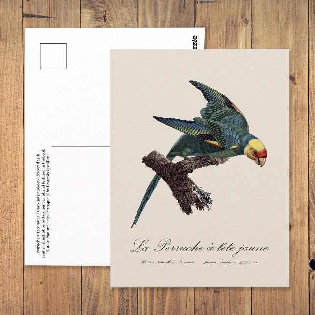 Perruche a Tete Jaune / Carolina parakeet Postkarte (Carolina parakeet, Conuropsis carolinensis. Postcard)