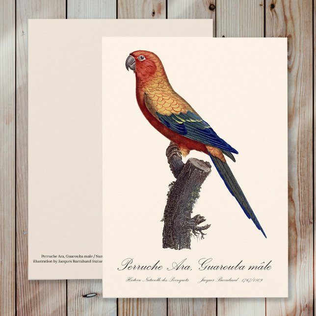 Perruche Ara, Guarouba / Sonnenparaket Dankeskarte (Sun Parakeet Male, Aratinga Solstitialis. Thank You Card)