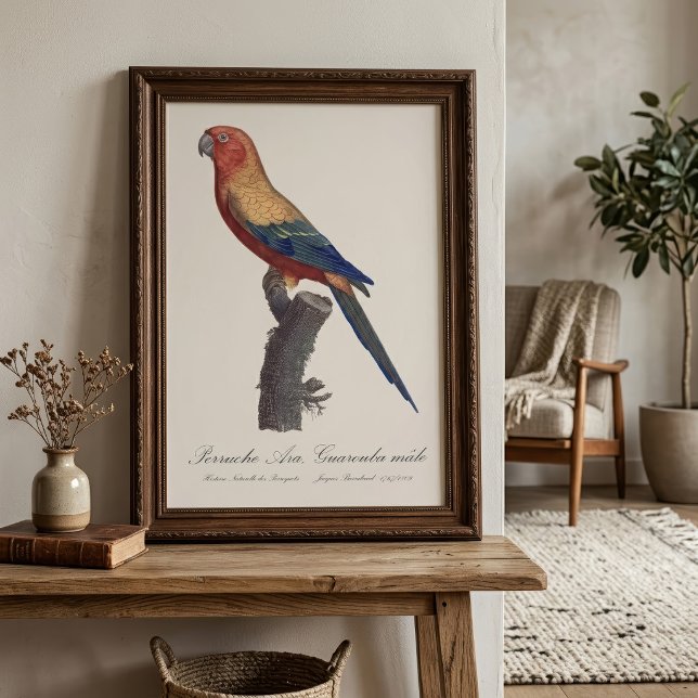 Perruche Ara, Guarouba / Sonnenparaket Fotodruck (Sun Parakeet Male, Aratinga Solstitialis. Photo Print)