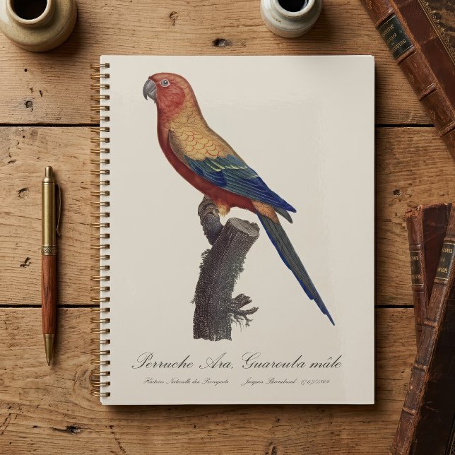 Perruche Ara, Guarouba / Sonnenparaket Planer (Sun Parakeet Male, Aratinga Solstitialis. Planner)