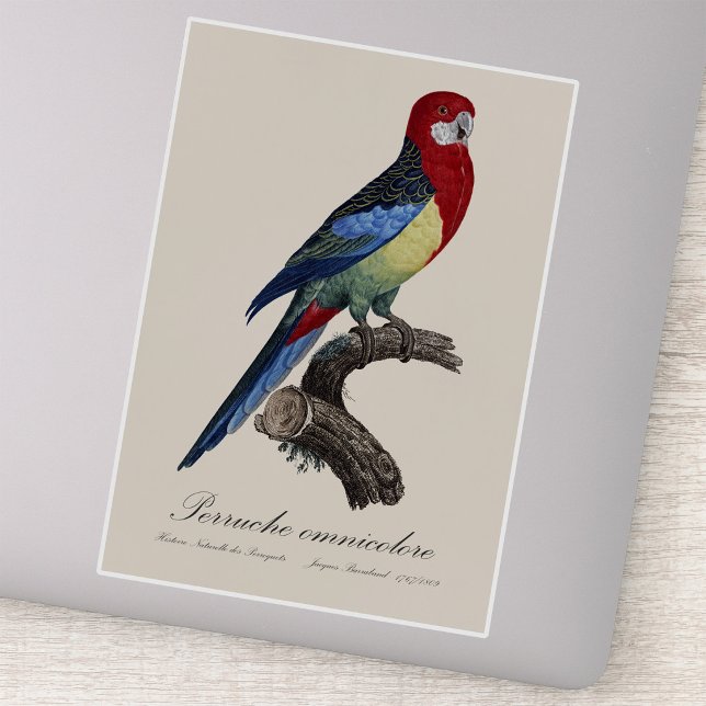 Perruche omnicolore / Eastern rosella Aufkleber (Eastern rosella or Platycercus eximius parakeet. Sticker)