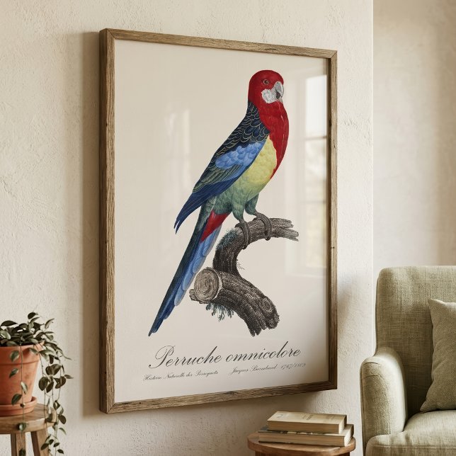 Perruche omnicolore / Eastern rosella Fotodruck (Eastern rosella or Platycercus eximius parakeet. Photo Print)