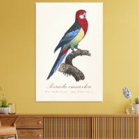 Perruche omnicolore / Eastern rosella