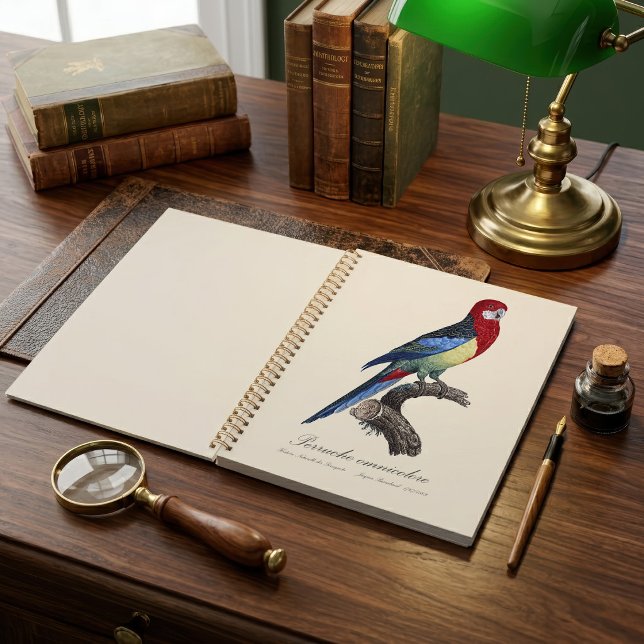 Perruche omnicolore / Eastern rosella Planer (Eastern rosella or Platycercus eximius parakeet. Planner)