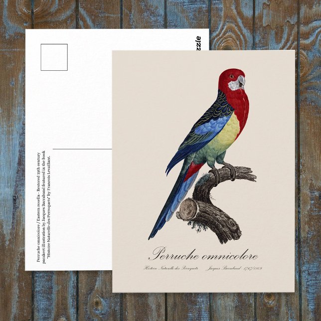 Perruche omnicolore / Eastern rosella Postkarte (Eastern rosella or Platycercus eximius parakeet. Postcard)