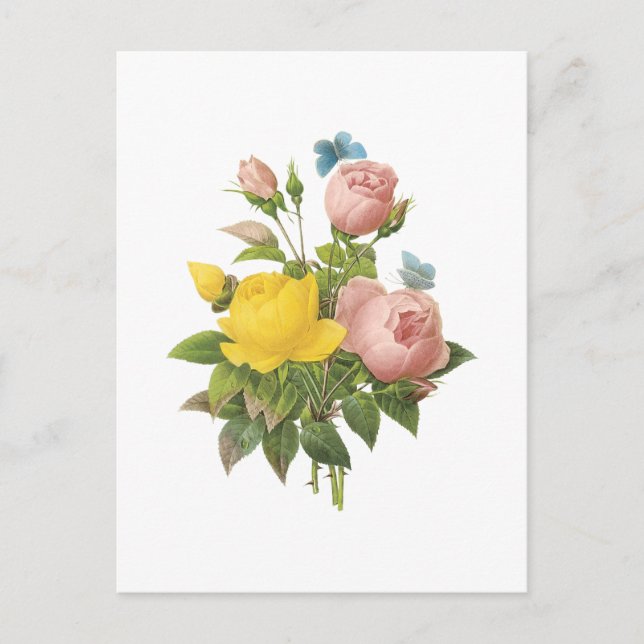 Persergelbe Rose, Tee-Rose von Redouté Postkarte (Vorderseite)