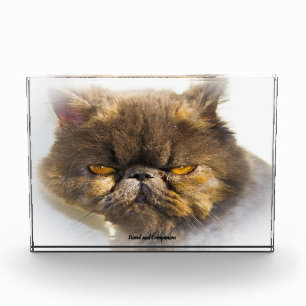 Perserkatze Fotoblock