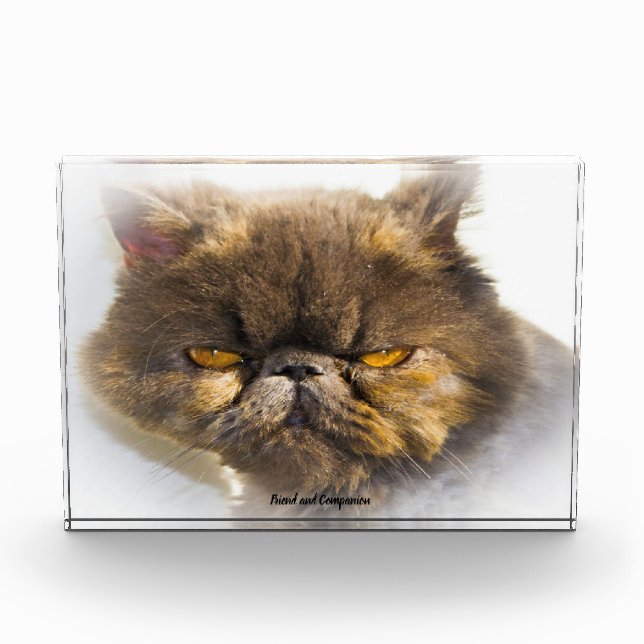 Perserkatze Fotoblock (Vorderseite)