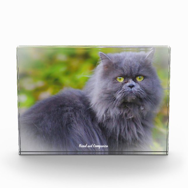 Perserkatze Fotoblock (Vorderseite)