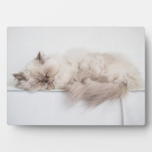 Perserkatze Fotoplatte