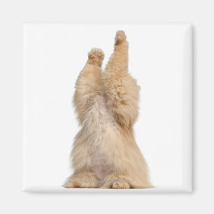 Perserspielen (3 Jahre alt) Magnet