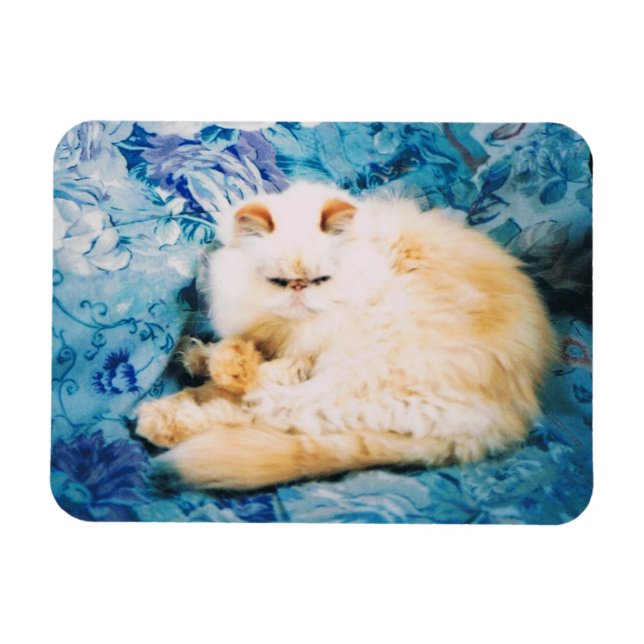 Persian Cat Foto Magnet (Horizontal)