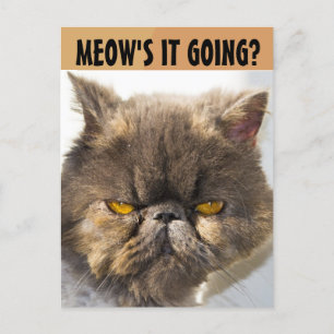 PERSIAN CAT FUNNY POSTCARD POSTKARTE