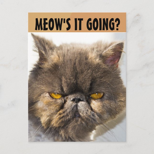 PERSIAN CAT FUNNY POSTCARD POSTKARTE (Vorderseite)
