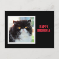 Persian Cat Happy Birthday