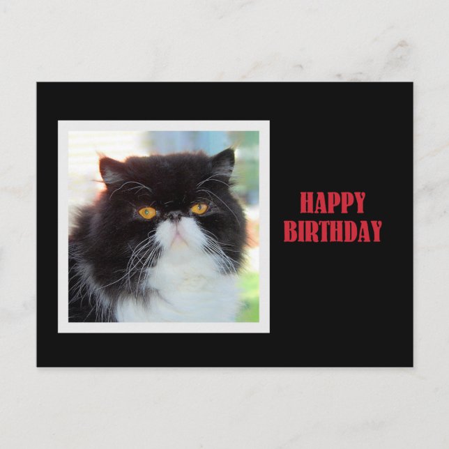 Persian Cat Happy Birthday Postkarte (Vorderseite)