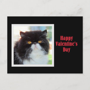 Persian Cat Happy Valentine's Day Feiertagspostkarte