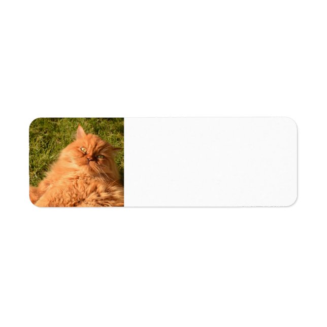 PERSIAN GINGER CAT-RÜCKSENDEADRESSEN-AUFKLEBER (Vorne)