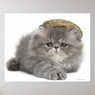 Persian Kitten (2 Monate alt) mit Strohhalm Poster