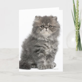 Persian Kitten (2 Monate alt), sitzend Karte